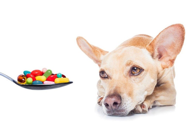 Витамины и добавки для собак — вред или польза?